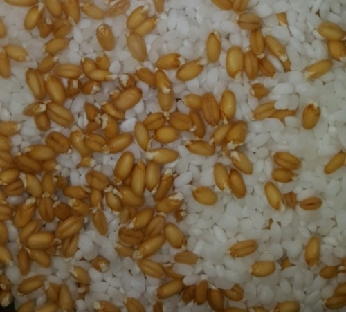 전국우리밀생산자, 밀씨 3kg  (종자, 씨앗, 통곡식)